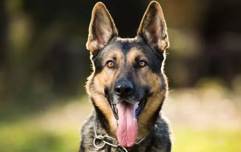 A Loyal Guardian and Lifelong Companion